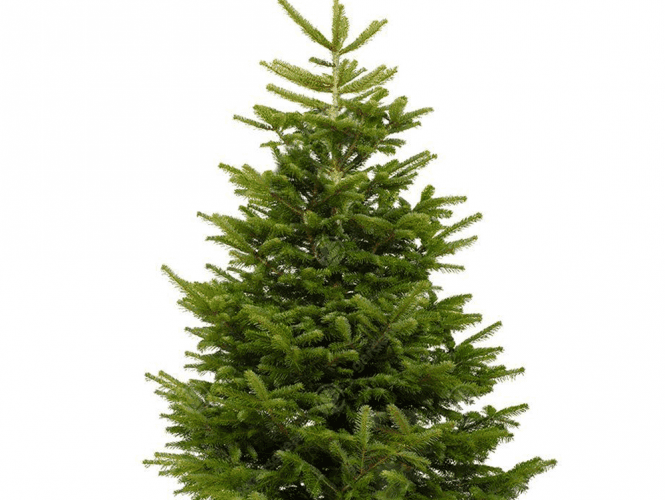 Buy Your Christmas Tree